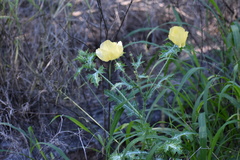 Argemone aenea