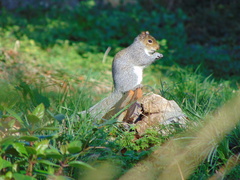 Sciurus carolinensis