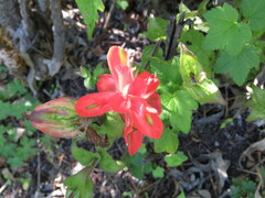 Castilleja cryptandra