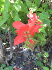 Castilleja cryptandra