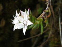 Sedum neovolcanicum