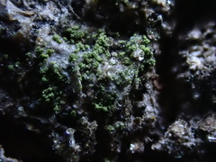 Halecania viridescens