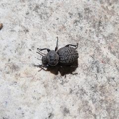 Scotobius pilularius