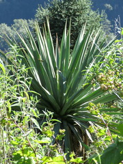 Furcraea parmentieri