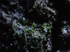 Halecania viridescens