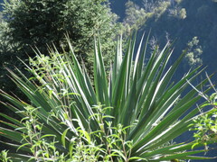 Furcraea parmentieri