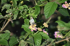Heliopetes laviana