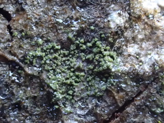 Halecania viridescens