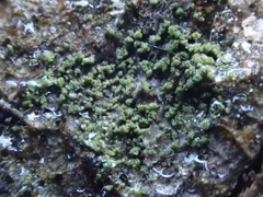 Halecania viridescens