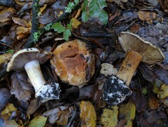Cortinarius glaucopus