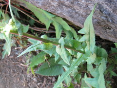Senecio callosus