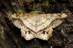 Chiasmia intermediaria