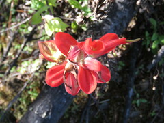 Castilleja cryptandra