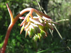 Echeveria sonianevadensis