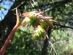 Echeveria sonianevadensis