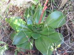 Echeveria sonianevadensis