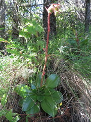 Echeveria sonianevadensis