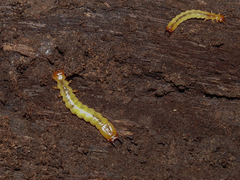 Dendroides canadensis