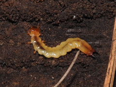 Dendroides canadensis