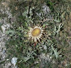 Carlina acanthifolia