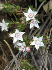 Sedum neovolcanicum