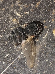 Calliphora vomitoria