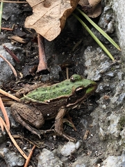 Pelophylax bedriagae