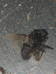 Calliphora vomitoria