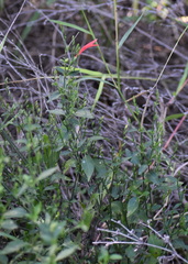 Dicliptera sexangularis