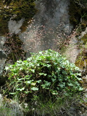 Heuchera longipetala