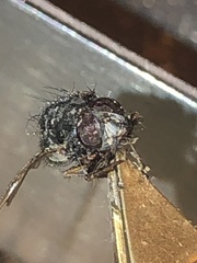 Calliphora vomitoria