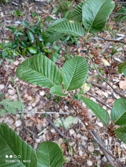 Nothofagus alpina