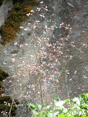 Heuchera longipetala