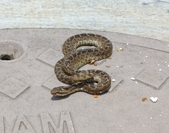 Crotalus triseriatus