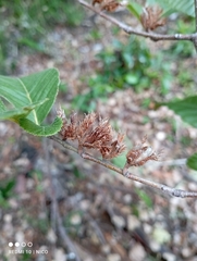 Nothofagus alpina