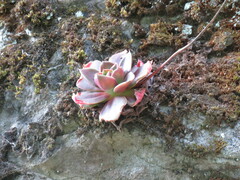 Echeveria sonianevadensis