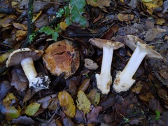 Cortinarius glaucopus