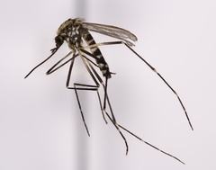 Aedes atropalpus