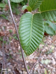 Nothofagus alpina