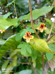 Tropaeolum ciliatum
