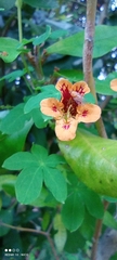 Tropaeolum ciliatum