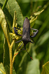 Anoplocnemis curvipes