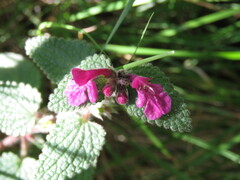 Stachys pilosissima