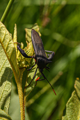 Anoplocnemis curvipes