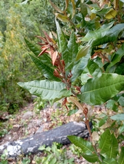 Aextoxicon punctatum