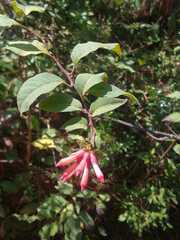 Cestrum fasciculatum