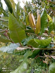 Aextoxicon punctatum