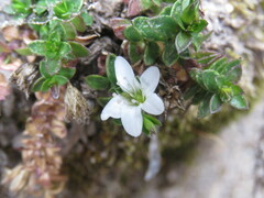 Arenaria
