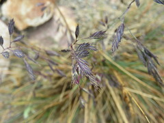 Festuca tolucensis