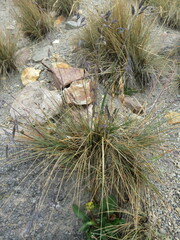 Festuca tolucensis